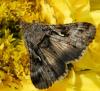 Autographa gamma